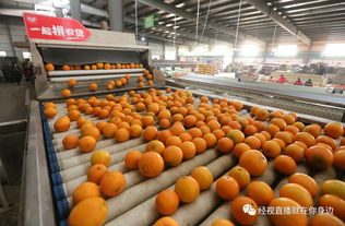 蜜桔摘下即送全國,新產雞蛋3天送到消費者手上,電商平臺助力加速農產品上行